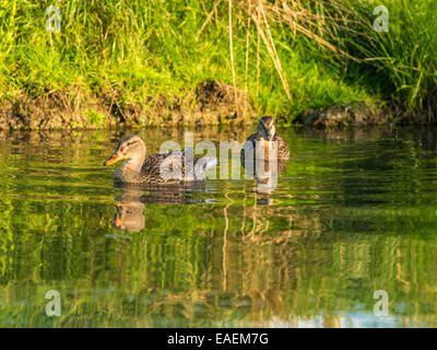 Neugierige Mallard [Anas Platyrhynchos] paar schwimmen in Richtung der Kamera, fangen die späten Nachmittag Sonne in der Nähe des Flussufers Stockfoto