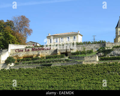 Château Clos La Madeleine Weinberg in St. Emilion, Bordeaux Stockfoto