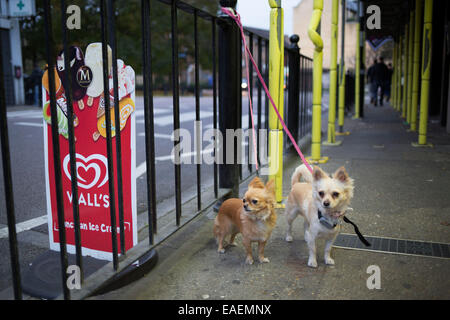 Zwei langhaarige Chihuahua Hunde warten auf ihre Besitzer vor einem Supermarkt in Wapping, London, UK. Die kleinen Hunde haben die Stockfoto