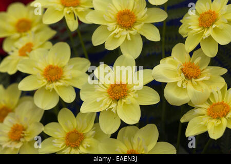 Anzeige der Schraubenset Schnittblumen frisch Stockfoto