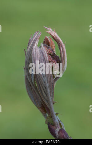 Neue Blätter entstehen aus einer Knospe im Frühjahr, vor einem grünen Hintergrund isoliert. Stockfoto