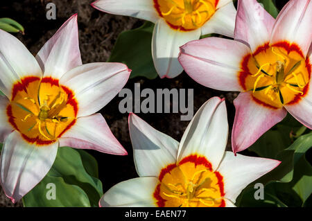 Nahaufnahme von mehreren Narzissen in voller Blüte mit weißen Blüten mit gelben und Orange/rote Zentrum von oben Stockfoto