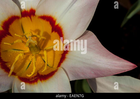 Nahaufnahme von einer einzigen Narzissen in voller Blüte mit weißen Blüten mit einem gelben und Orange/rot Stockfoto