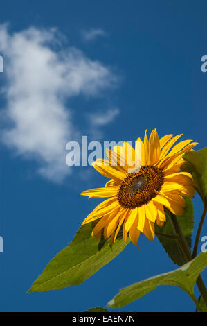 Einzigen Sonnenblumen in voller Blüte vor blauem Himmel mit weißen Wolken. Stockfoto