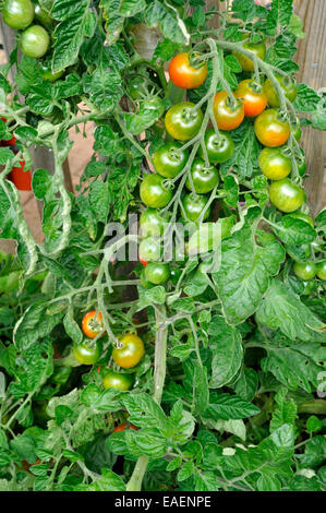 Bio Gärtner Freude Tomaten (Solanum Lycopersicum) auf Reben im Garten wachsen Stockfoto