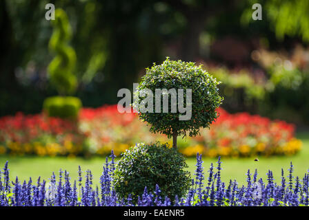 Eine dekorative Park Garten mit Lavendelblüten und Buchsbaum in die Forground und Hecke, Rasen, Blüten als Hintergrund Stockfoto