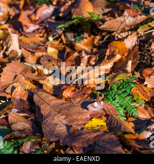 Nahaufnahme von Herbstlaub liegend auf dem Boden in der Nachmittagssonne Stockfoto