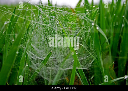 Spinnennetz zwischen dem Rasen. Stockfoto