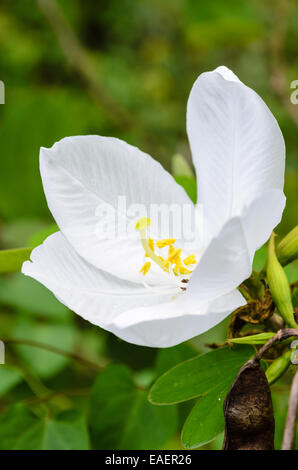 Verschneite Orchidee Blume (Bauhinia Acuminata) ist eine Art von blühenden Strauch, tropischen Südostasien, Thailand Stockfoto