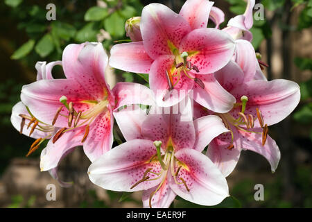 große Lilie Haufen Blume Closeup im Garten Stockfoto