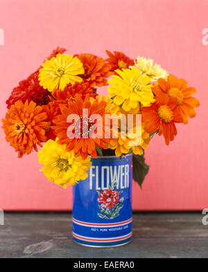 ein Bouquet von bunte Zinnien in einer blauen Blechdose mit rosa Hintergrund Stockfoto
