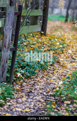 Holz Garten Zaun Herbst Blätter auf dem Weg Stockfoto