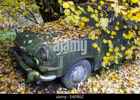 Tschechoslowakei 1970s verlassene tschechische alte Auto Skoda 1000 MB in Holz unter einem Baum Herbst Linde Stockfoto