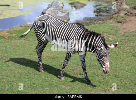 Die Zebras im Zoo von Edinburgh, in viktorianischem, Edinburgh, Scotland, UK Stockfoto