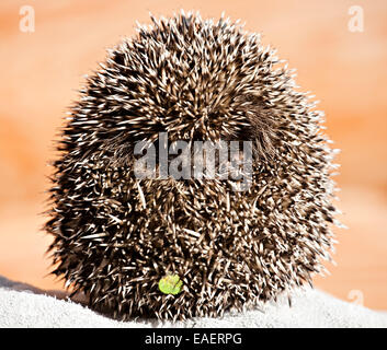 lustige Igel-Ball mit Augen und Nase closeup Stockfoto