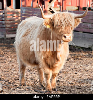 langhaarige Bull Full-length Blick auf Tierfarm Hintergrund Stockfoto