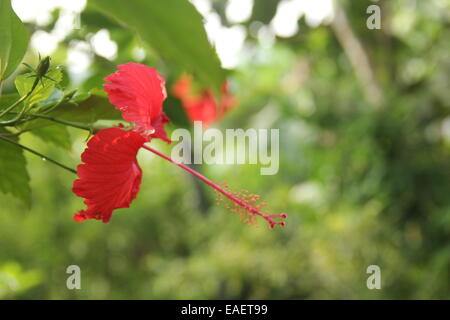 Blume von Kerala Stockfoto