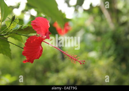 Blume von Kerala Stockfoto