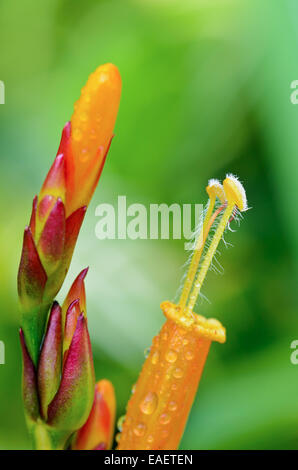 Blumen Sanchezia Speciosa oder Sanchezia Nobilis hautnah Stockfoto