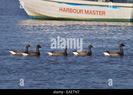 Eine Gruppe von Brent Gänse Branta Bernicla im Bach schwimmen Stockfoto