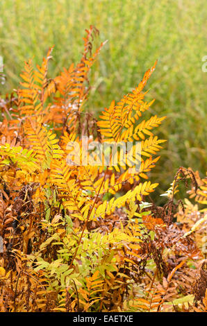Royal fern (Osmunda regalis) Stockfoto