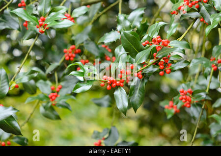 Gemeinsame Stechpalme (Ilex Aquifolium) Stockfoto