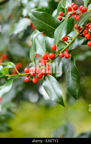 Gemeinsame Stechpalme (Ilex Aquifolium) Stockfoto