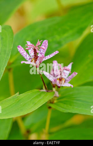 Japanische toad Lily (tricyrtis hirta) Stockfoto