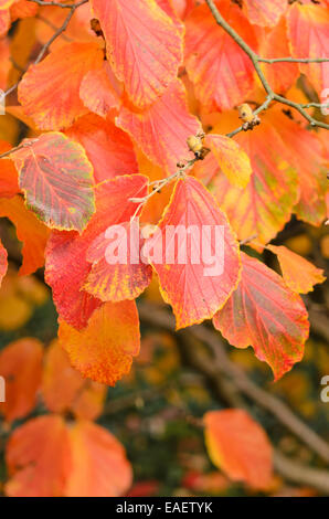 Zaubernuss (hamamelis x intermedia) Stockfoto