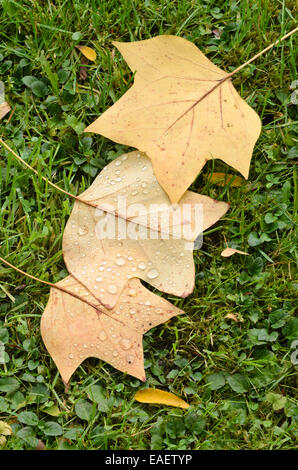 Amerikanische Tulpenbaum (Liriodendron tulipifera) Stockfoto