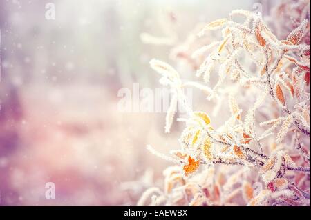 Winter Hintergrund mit Schnee-Zweige-Baum-Blätter und Schneeflocken auf Hintergrund Urlaub Weihnachten Grußkarte Stockfoto
