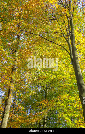 Bäume mit orange farbigen Blätter an einem sonnigen Herbsttag Stockfoto