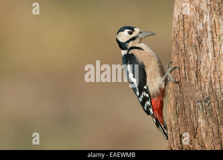 Weibliche Great Spotted Woodpecker-Dendrocopos major. UK Stockfoto