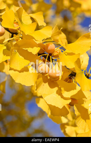 Ginkgo (Ginkgo Biloba) Stockfoto