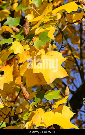 Amerikanische Tulpenbaum (Liriodendron tulipifera) Stockfoto