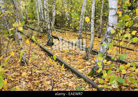 Europäische Birke (Betula pendula) zwischen den Anschlüssen auf einem verlassenen Bahnhof, Schöneberger Südgelände Naturschutzgebiet, Berlin, Deutschland Stockfoto