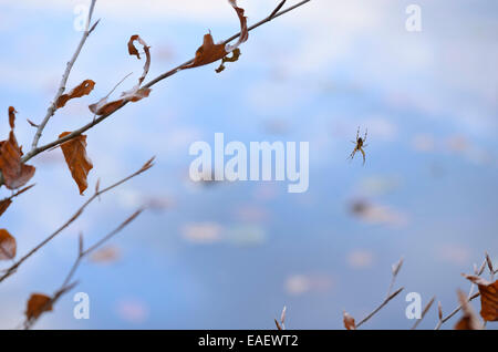 Europäische Gartenkreuzspinne (Araneus diadematus) Stockfoto