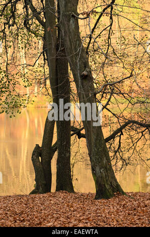 Gemeinsame Hainbuche (Carpinus betulus) und Erle (Alnus glutinosa) an der hellsee, biesenthaler Becken Nature Reserve, Land Brandenburg, Deutschland Stockfoto