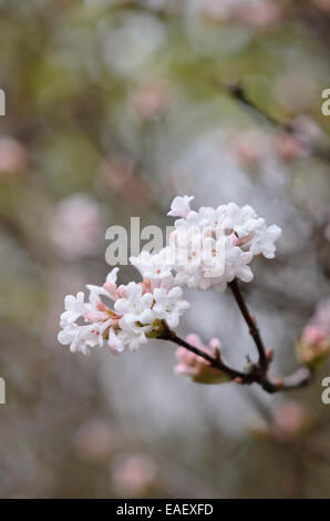 Duftende viburnum (viburnum farreri) Stockfoto