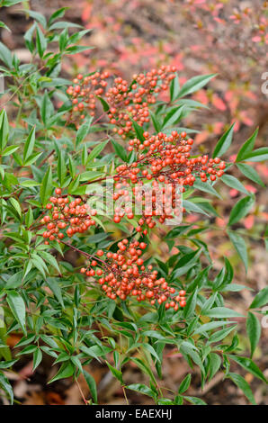 Heiliger bambus (nandina domestica) Stockfoto