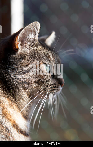 Katze, die in einem Tierheim durch einen Zaun blickt, de Poezenboot Katzenshort auf einem Boot, Amsterdam, Niederlande Stockfoto