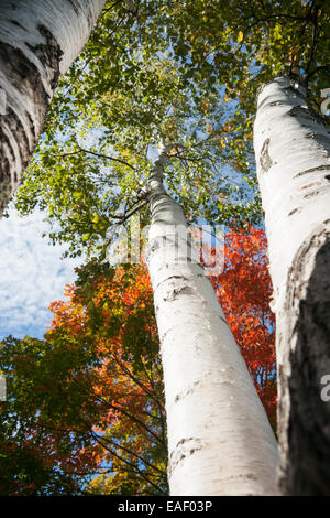 Weiße Birke-Stämme aus niedrigen Winkel mit Herbstlaub. Stockfoto