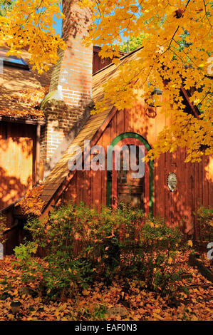 Herbst-Spitz-Ahorn blüht vor Hütte.   (Acer Platanoides) Stockfoto