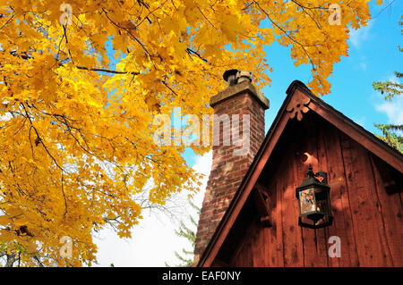 Herbst-Spitz-Ahorn blüht vor Hütte.   (Acer Platanoides) Stockfoto