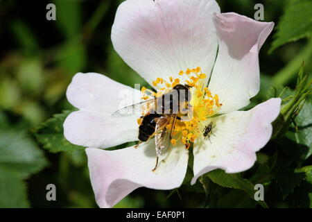 Honigbiene auf einer Heckenrose, mit eine kleine Fliege Stockfoto