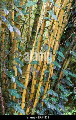 Bambus am Akaka Falls State Park Hawaii USA Stockfoto