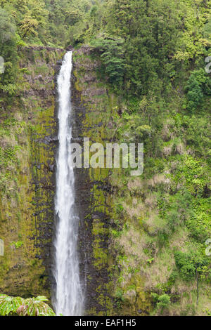 Akaka Falls, Big Island, Hawaii, USA Stockfoto