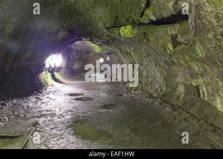 Thurston Lava Tube, Hawaii, USA Stockfoto