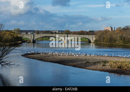 George der Sixth Brücke und Möwen. Stockfoto