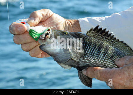 Black Sea bass Stockfoto